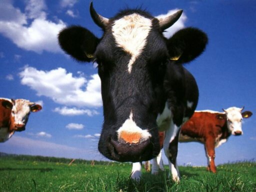 vaches2001.jpg